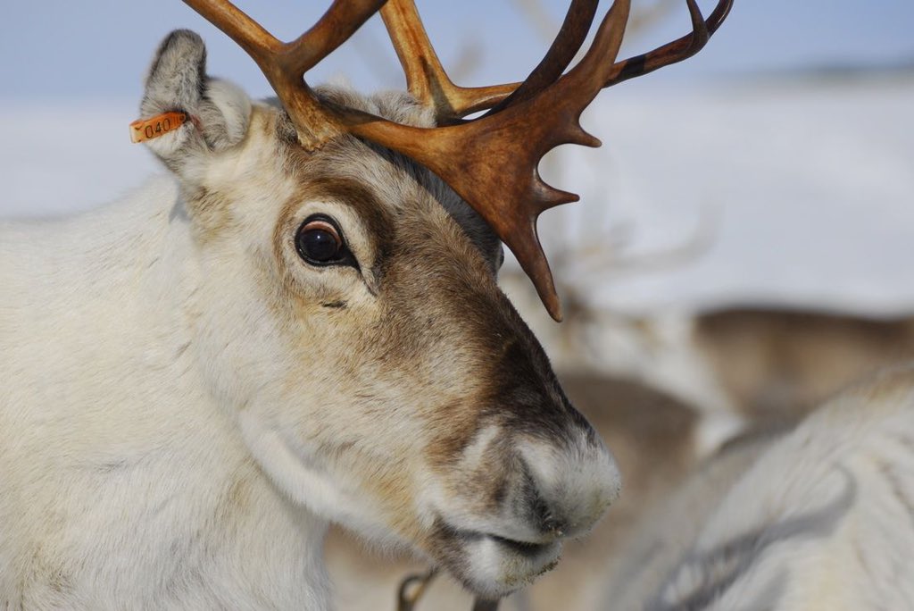 Reindeer eyes change colour depending on season. In summer, their eyes are golden. In winter, they change to blue. This is to help them see better in the dim winter conditions as the blue retina reflects less light.
