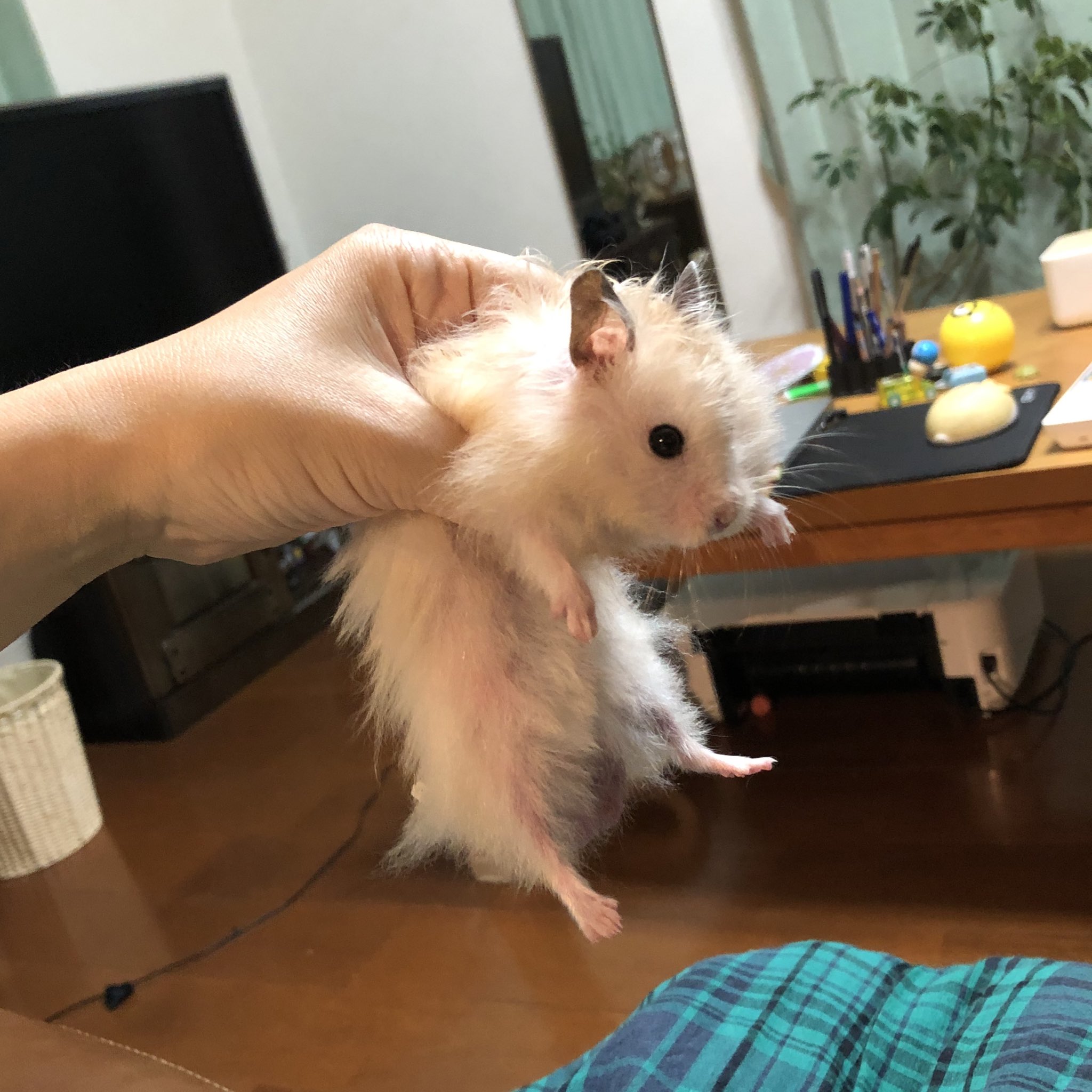 せこなお ハムスター は1930年にシリアで1頭の雌が捕獲される以前は幻の動物と言われててその一頭の雌を繁殖させたのが今飼育されてる全てのハムスター の元でそこから100年しか経ってないから進化していなくこれがほぼ野生の姿 って読んでそりゃこんなに