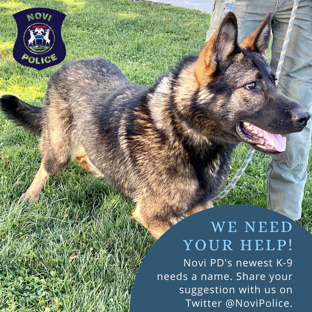 novipolice's tweet photo. This adorable, 15-month-old male pup is getting ready to join our #k9 team &amp; we are once again asking for the community's help with a name! Reply with your suggestions &amp; look for an announcement next week! https://t.co/VozWl4qS1P