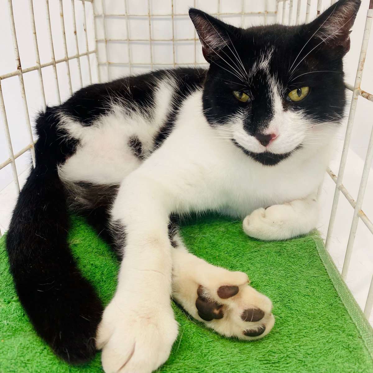 Charming Idris visited us last weekend for treatment of a cat bite abscess after fighting with a new cat that is trying to encroach on his territory. He was an absolute charmer and obviously felt calm as he explored the cat consultation room.