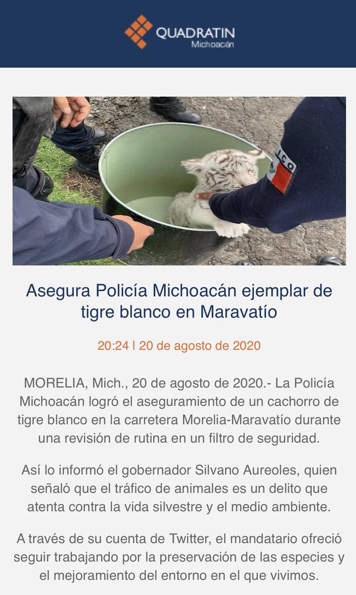 azcarmx's tweet photo. En la carretera Morelia-Maravatío la @MICHOACANSSP decomisó una cachorro de tigre blanco
El ejemplar se encuentra en custodia en el @Zoo_morelia en donde se le están brindando todos los cuidados necesarios. Desconocemos para qué la Fundación Invictus está solicitando donaciones. https://t.co/wLORmwamG2