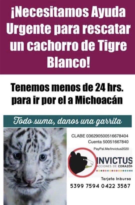 azcarmx's tweet photo. En la carretera Morelia-Maravatío la @MICHOACANSSP decomisó una cachorro de tigre blanco
El ejemplar se encuentra en custodia en el @Zoo_morelia en donde se le están brindando todos los cuidados necesarios. Desconocemos para qué la Fundación Invictus está solicitando donaciones. https://t.co/wLORmwamG2