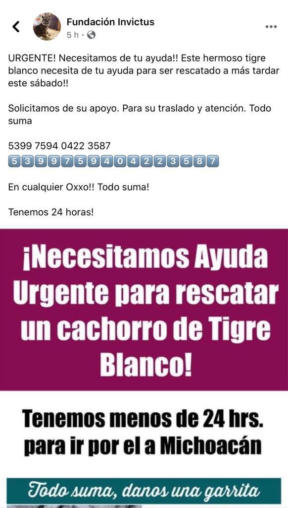 azcarmx's tweet photo. En la carretera Morelia-Maravatío la @MICHOACANSSP decomisó una cachorro de tigre blanco
El ejemplar se encuentra en custodia en el @Zoo_morelia en donde se le están brindando todos los cuidados necesarios. Desconocemos para qué la Fundación Invictus está solicitando donaciones. https://t.co/wLORmwamG2