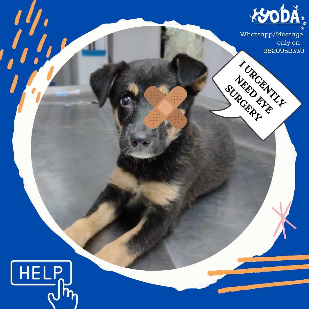 Yodamumbai2's tweet photo. Require URGENT funds for this little one's eye surgery!

Receipts and 80G Certificate provided.⁠
⁠
#donate #yodamumbai #adoptdontshop #rescue https://t.co/aoEJsvjgEA