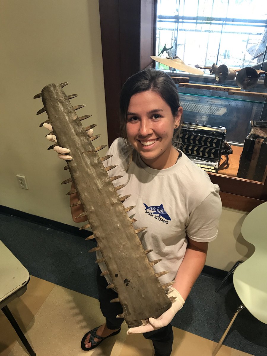 USMPhillipsLab's tweet photo. Double congrats to @AMFearing on this #FlatSharkFriday! She successfully defended her MS thesis this week AND was awarded a @NASA fellowship to continue research in #Conservation genetics of #Sawfish for her PhD! #SawfishScience #WomeninScience https://t.co/omw38IhQmD