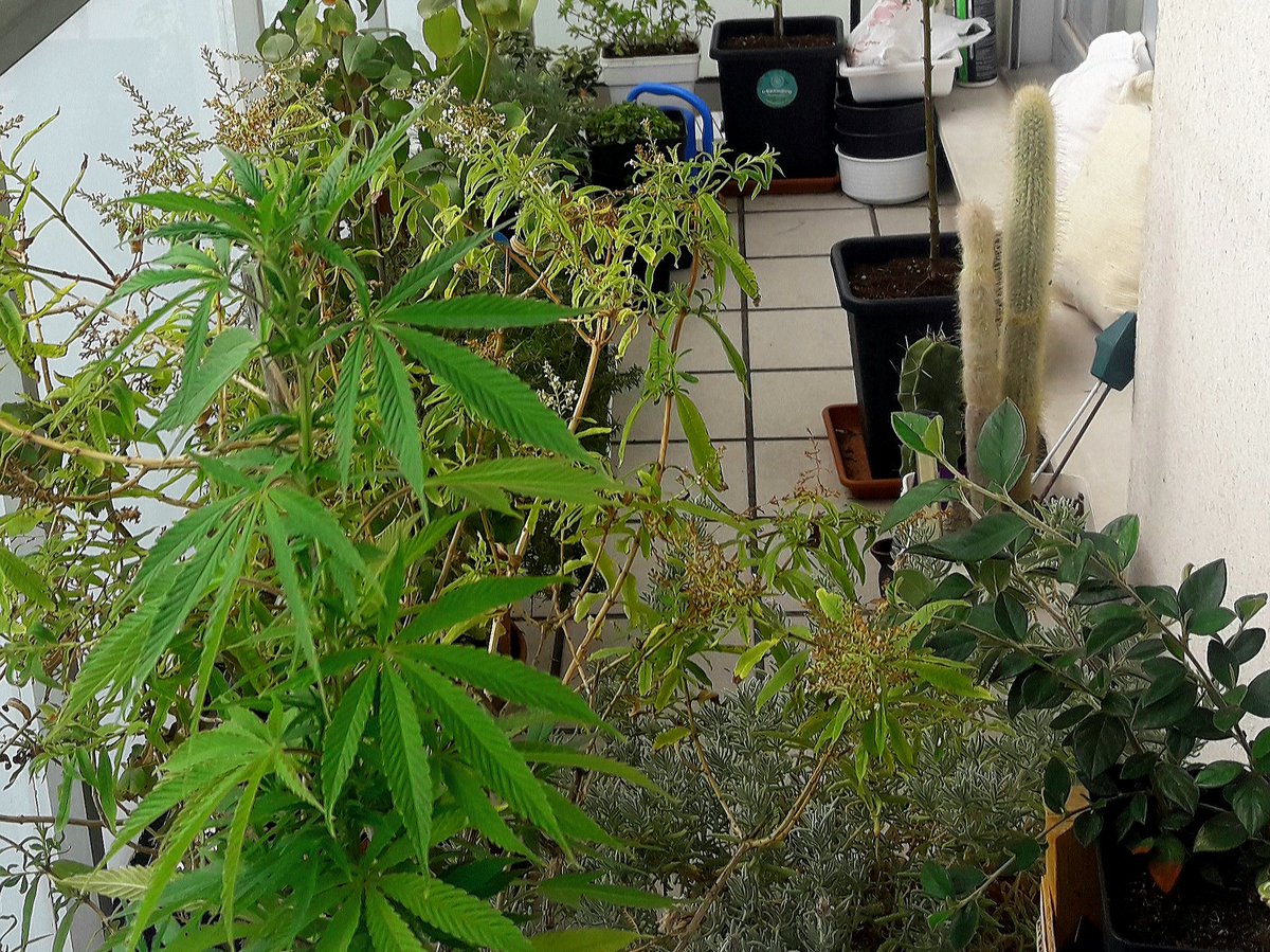 AdrycManellson's tweet photo. Weed Tarde ya Verde Mundo, con Grises en #AdrycsCove, #Bluewerry99 @GreenbudSeeds #ASuAire de #Camouflage y otros #NuevosProyectos @GiftsGreenwood y #Pimientos de mi Hada con #Medussita son, el #CatCropTeam #AdrycManëllsonTesterTeam dormitando,
Y desde,
Deseamos todo Feliz..🧚‍♂️😎 https://t.co/1SYnlpiK31