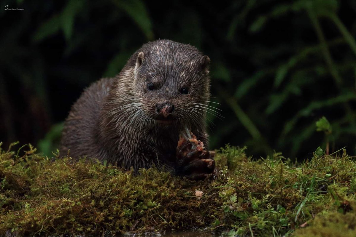 This otter looks like its planning to take over the work with some dastardly scheme! @ScotWildlife @BBCSpringwatch @RSPBScotland @Natures_Voice