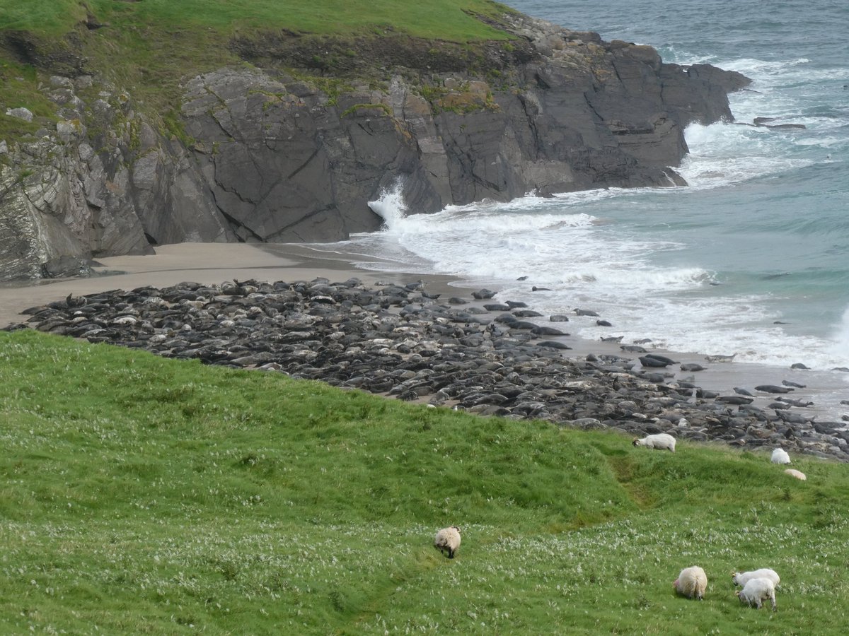 AnnieBirney's tweet photo. The most seals we've seen on the strand in a long time. Going to give them their space and enjoy the sounds and the sight from afar with a cup of tea. https://t.co/24j7CgwgOa