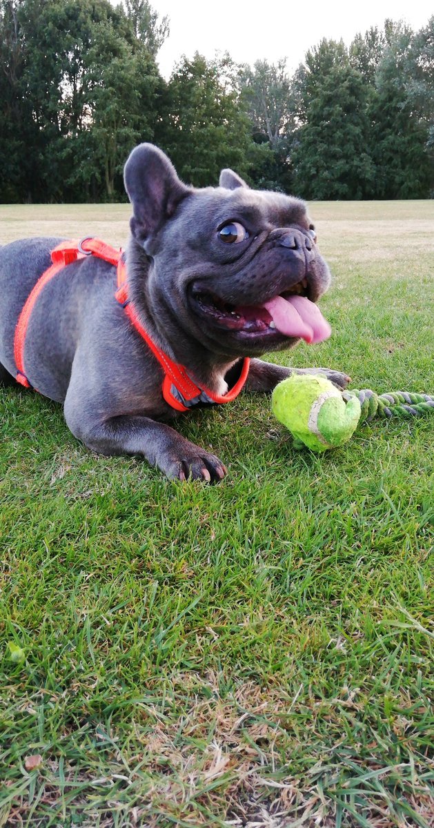 tpit_uk's tweet photo. Happy Frenchie Friday everyone 😀
We hope you have reason to smile as much as this little one today!🐶

#frenchiefriday #squishyfacecrew #frenchbulldog #frenchie #happy #bulldog #frenchies #frenchiepuppy #TPiT #ITsupport #Websdesign #webdesigners #smile #mascot https://t.co/JwgZ7BfEkR