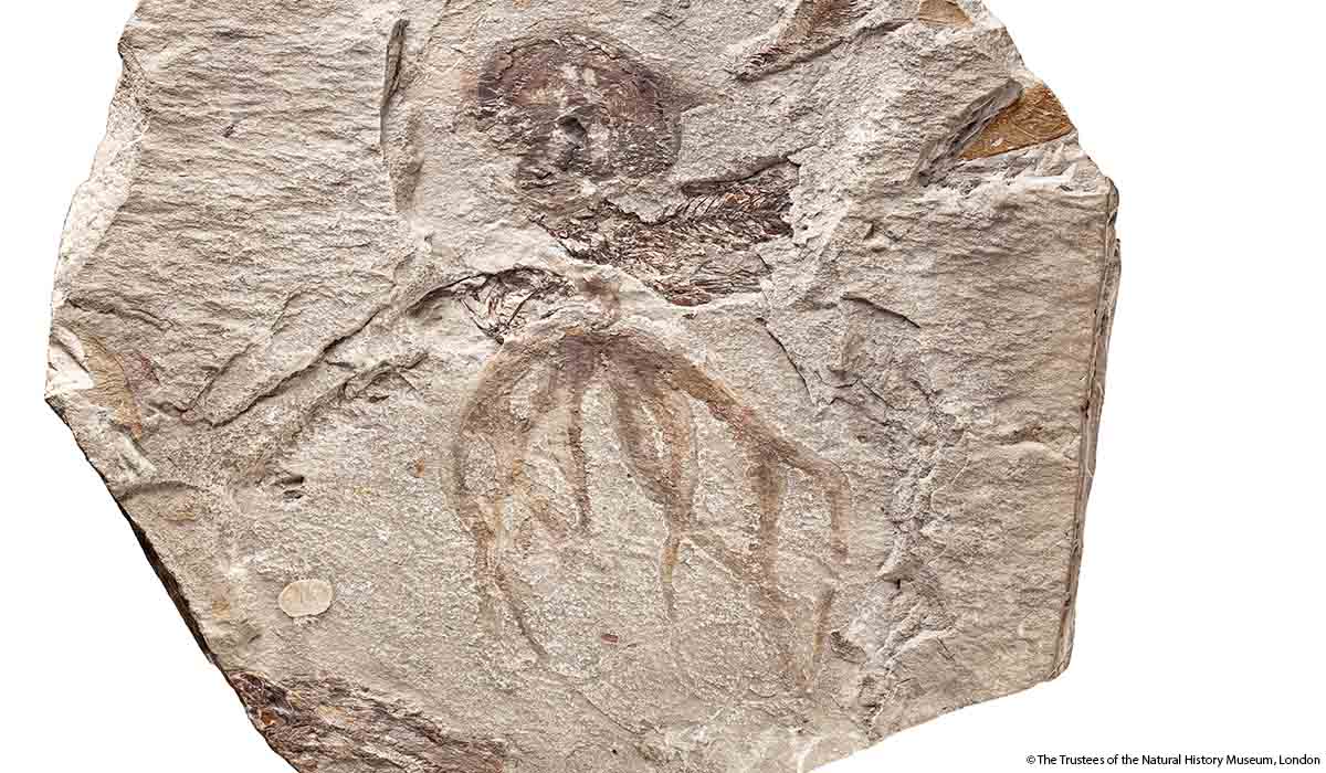 While many fossils only preserve the hard tissue such as bone and exoskeleton, lots of inverts are made of soft tissue.That makes fossils like this octopus, in which you can clearly see the outline of its arms and body, rather rare   #InverteFest  #FossilFriday