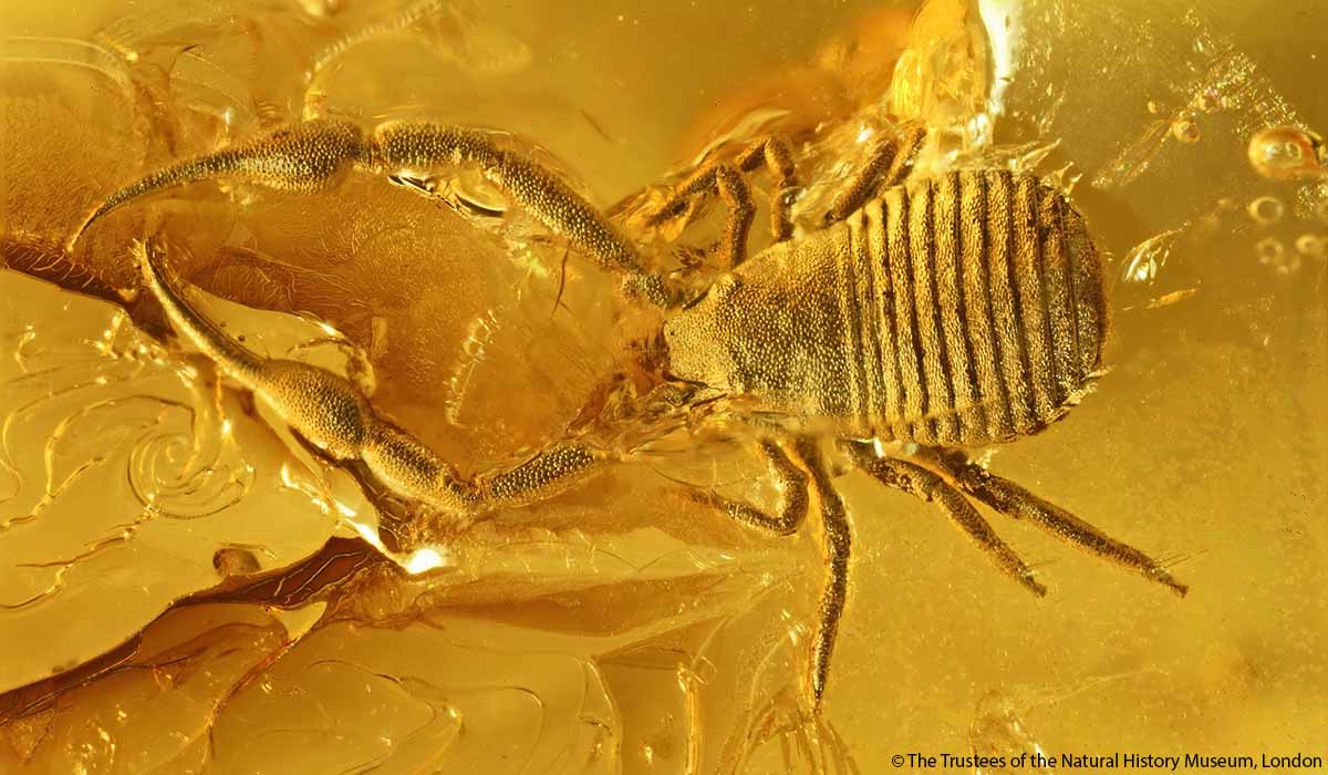 Fossil invertebrates don't just turn up in rocks! Many animals are known from being trapped in the sticky sap of trees which turned to amber, like this beautiful pseudoscorpion that met its end 35 million years ago in what is now the Baltic region   #InverteFest  #FossilFriday