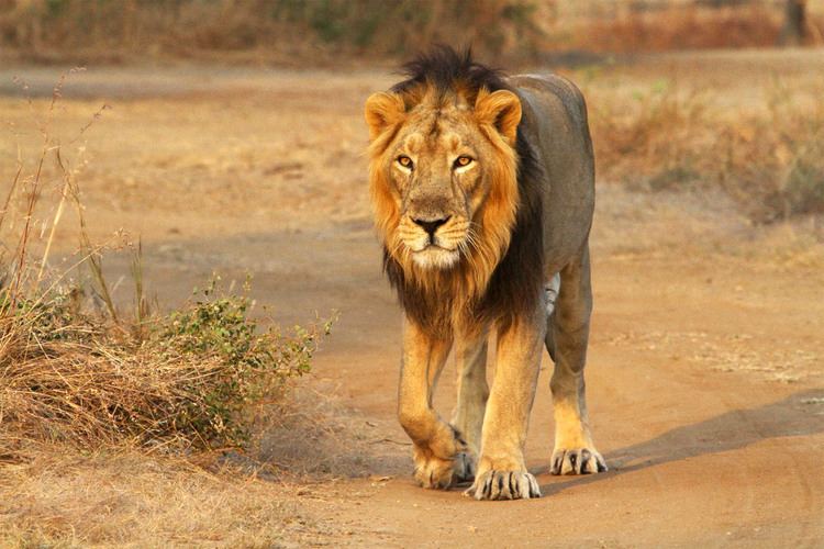 3: LionsThe Indus river plains were home to a much wider range of flora and fauna not too long ago. One example of this is the Asiatic lion, the last of which (in Pakistan at-least) was killed at Kot Diji in 1842.