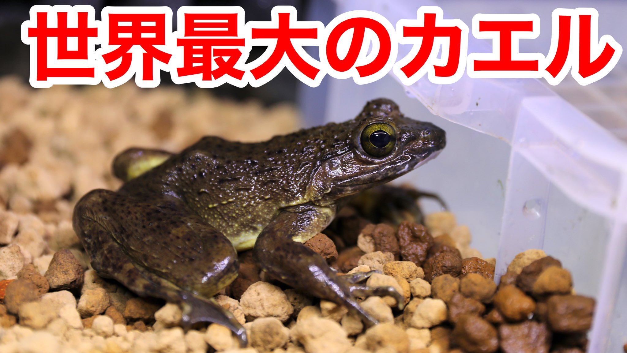 鰐 Wani 動画更新 世界最大のカエル ゴライアスガエルを飼い始めました T Co Y3zorl94o9 鰐 Wani 動画更新 世界最大のカエル ゴライアスガエルを飼い始めました T Co Y3zorl94o9