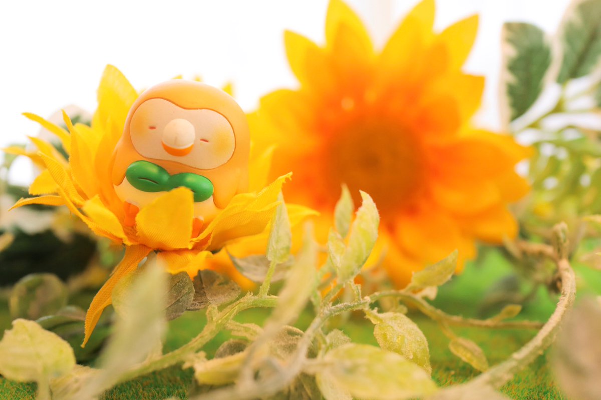 hiina13m's tweet photo. #色んなモクローが見れるタグ
🌻🌻🌻🌻 https://t.co/UbPxGuWi9n