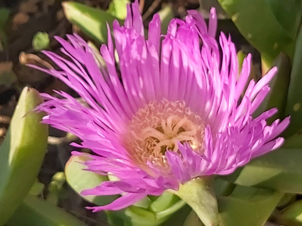 losagapantos's tweet photo. Porqué será que la gente tilda de picantes algunas plantas? Plantas que han logrado mucho y no le han pedido nada a nadie: cardenales, docas, rayitos de sol, dimorfotecas. Si ser linda y aperrada es ser picante, aguante la ordinariez!! #laserena #coquimbo https://t.co/aZhEbG0j2k