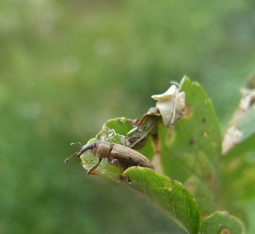 NatureScot's tweet image. Our fascinating blog today looks at some of the natural-born-killers  that could help in Scotland's fight against invasive non-native plants...ow.ly/qJa050B5poU #NatureScot #INNS #biocontrol