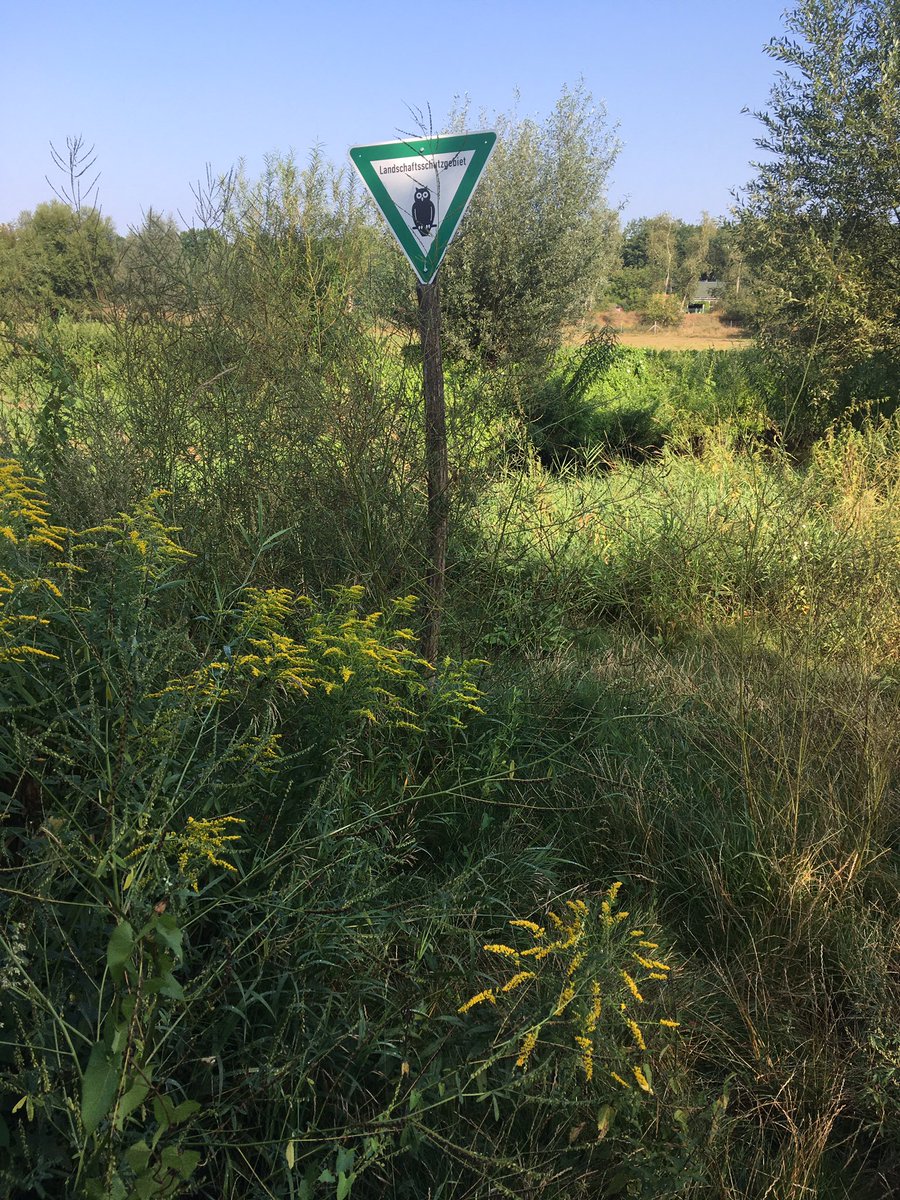 the restructured & improvised field course I’ll teach now forced me to look at my very close vicinity in the SE-corner of Berlin w/ a fresh view. I decided to shine a light on introduced species in & homogenisation of (peri)urban ecosystems & I’m really excited about it 3/