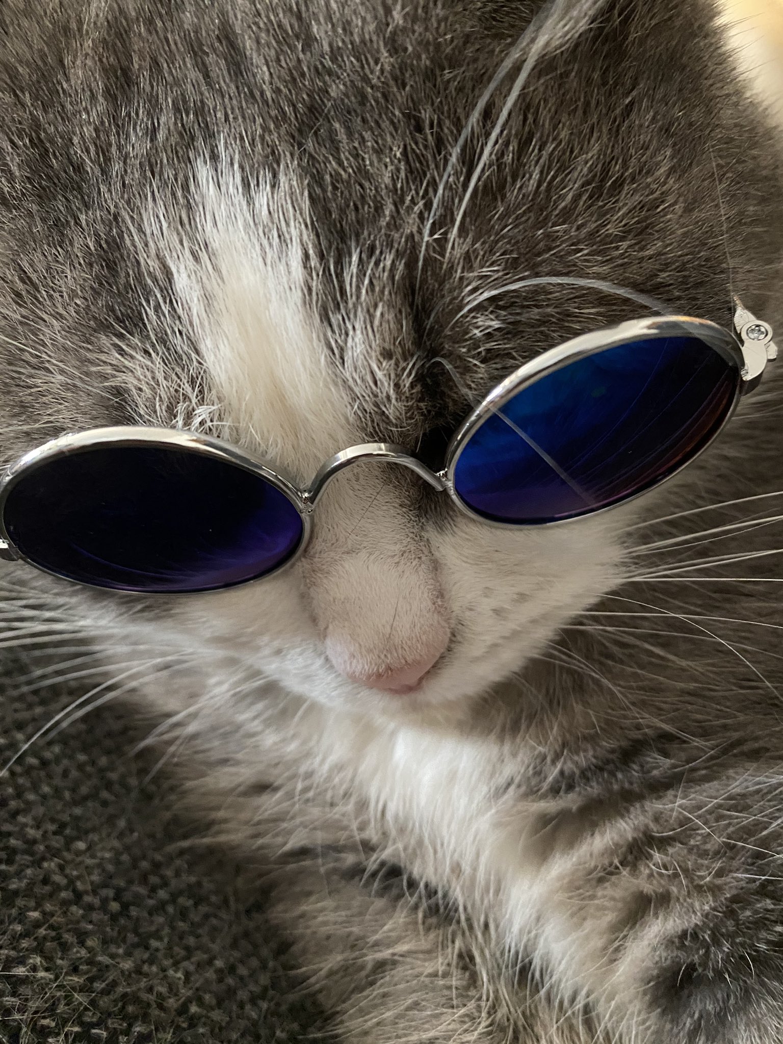 猫サングラス Twitter Search Twitter