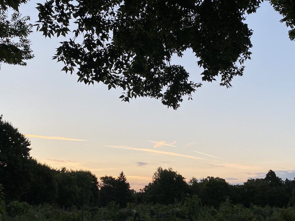 juliaschrenkler's tweet photo. Good morning everyone. Wish you could see the dragonflies hunting their breakfast... there are so many. Light is getting later. https://t.co/GsF636iBGD