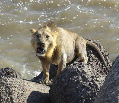 3: LionsThe Indus river plains were home to a much wider range of flora and fauna not too long ago. One example of this is the Asiatic lion, the last of which (in Pakistan at-least) was killed at Kot Diji in 1842.