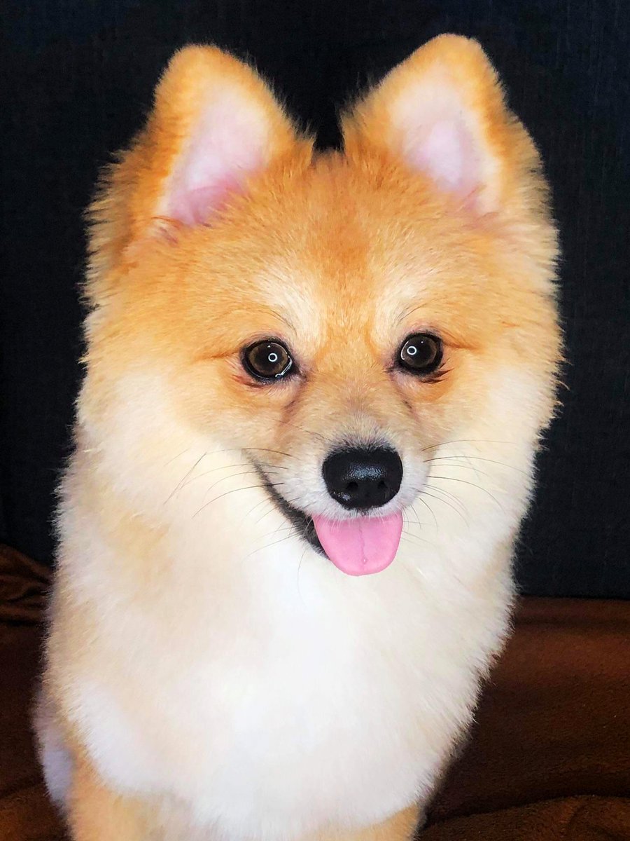 aweeeeSAM's tweet image. Happy barkday to our little shimshim 🎉