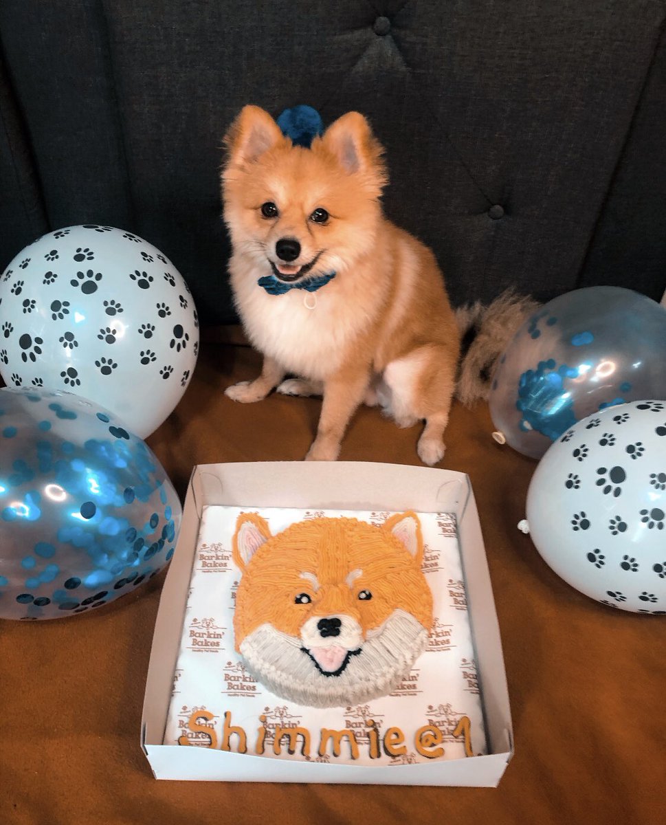 aweeeeSAM's tweet image. Happy barkday to our little shimshim 🎉