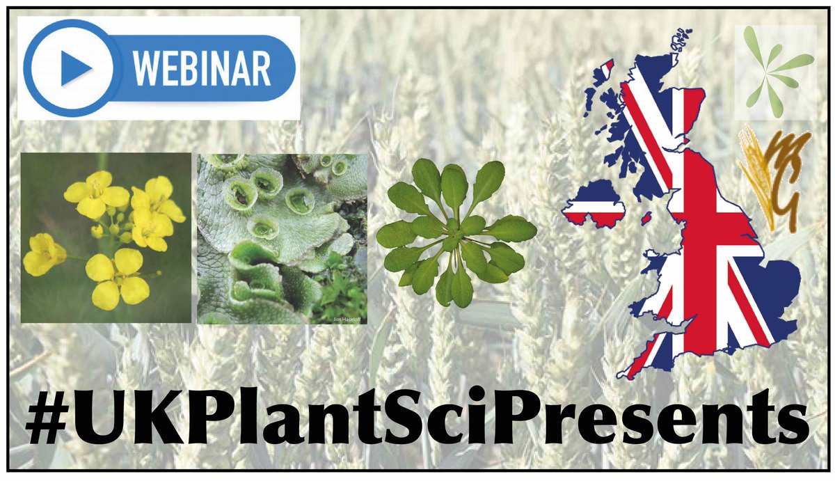👩‍💻🌾 🌱 🥦🥕🥬🍅 👨‍💻🇬🇧 
The #UKPlantSciPresents webinar series begins Tuesday September 15th 3pm BST!! 
✅ We will promote excellence in UK plant science irrespective of your research organism! 
👀 Plz sign up to present your work!
Details coming soon!    
blog.garnetcommunity.org.uk/ukplantscipres…