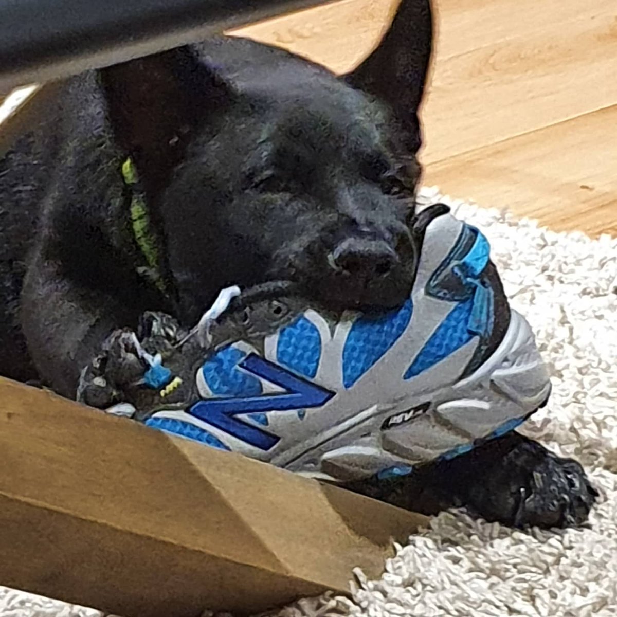 Abel_Santos1's tweet photo. Planck, the "quantum dog", is becoming smarter and smarter but my shoes will be gone soon 🤣....tooooooo baddddddd🤦‍♂️ #HeelerKelpie #Smartdogo #QuantumHell https://t.co/Sy6nB28ZVs