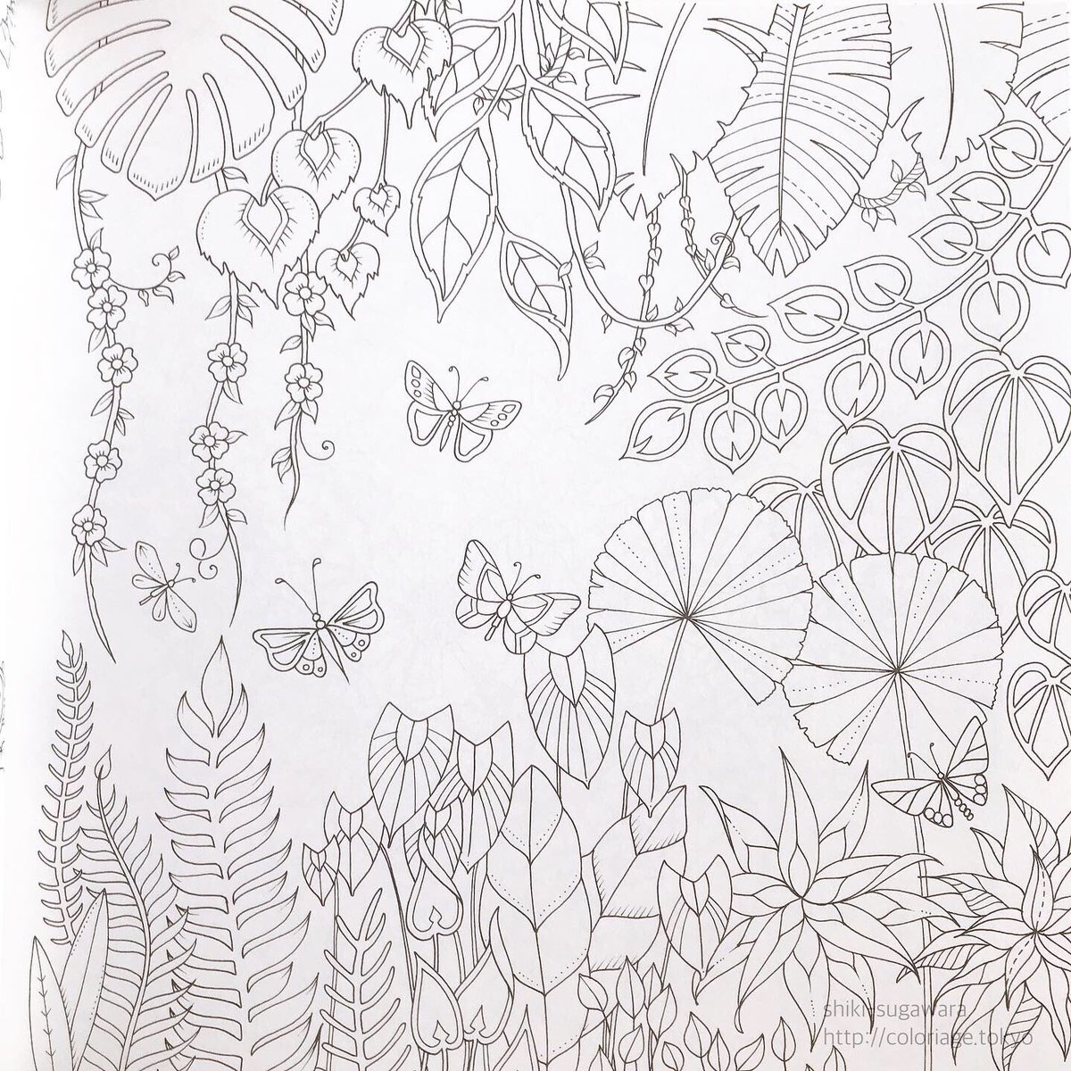 菅原志希 コロリアーティスト Coloriartist Twitter