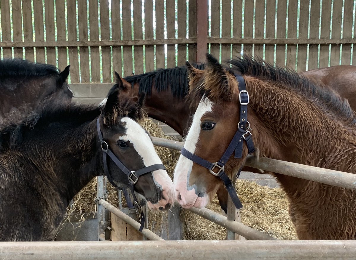 CotebrookShires's tweet photo. Big Al and Kelsie making friends ❤️❤️ #shires #horses #foals #fillys #colts #shirehorses #cheshire https://t.co/0p49sH2pys