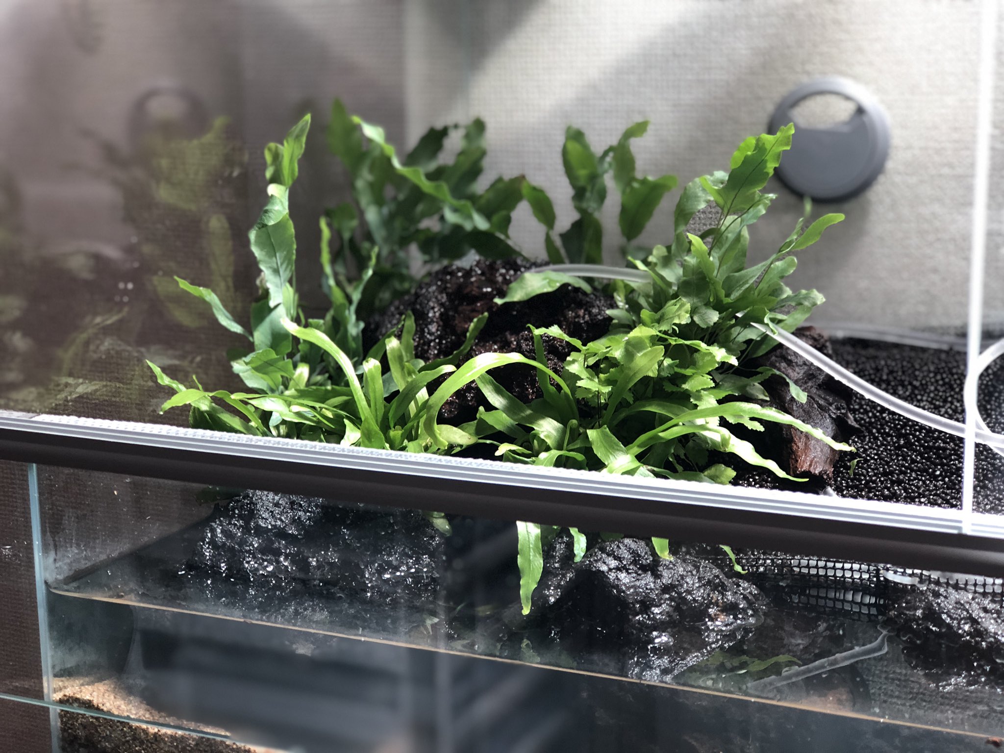 カエルdx アクアテラリウムでカエルを飼いたい その7 先日見かけた観葉植物を試しに植栽してみた 下の水を土が吸い込んでいい感じに地面が湿ってるので植物を育てられるという寸法 とりあえず緑が入ると見違えるぜ あとはセパレートが見えないように