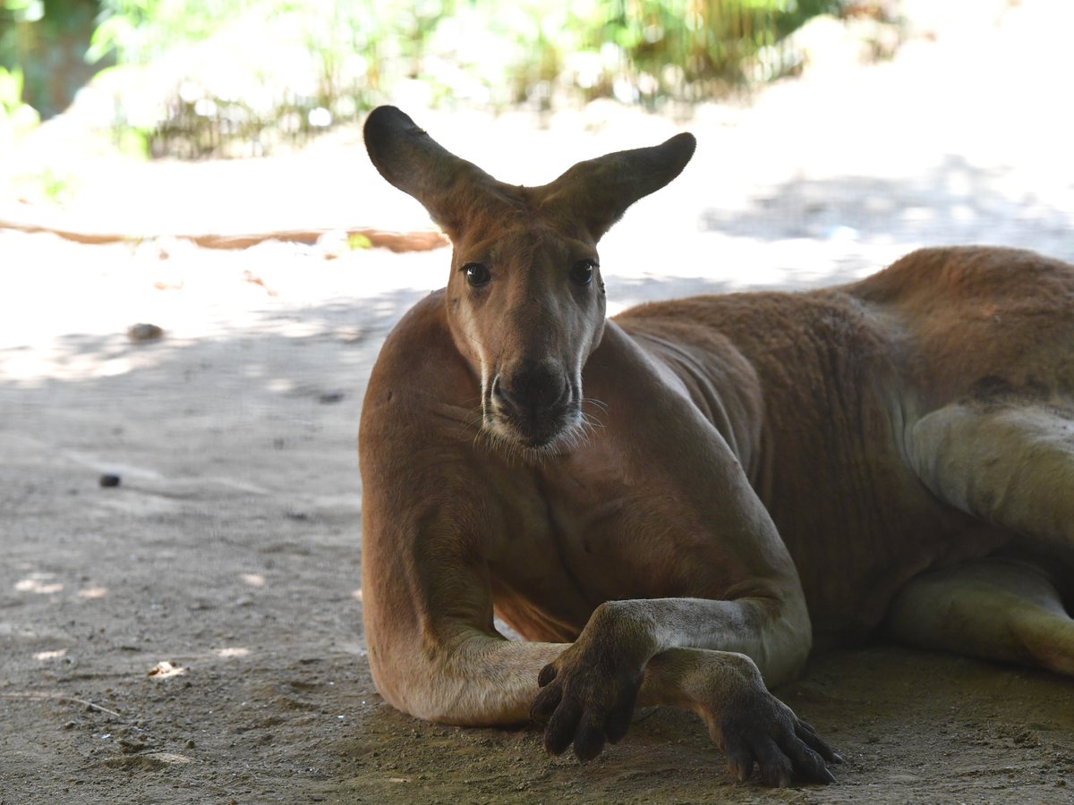 飼育担当者曰く いちばんのイケメンカンガルー 上腕の浮き出た血管が