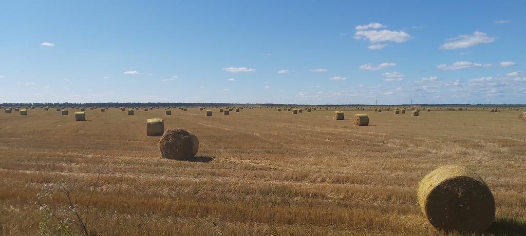 silent_polyglot's tweet photo. Hay bales in a field.
Ryazan Oblast, #Russia
#russiaphoto #haybales #hayfields #countryside https://t.co/ayHFCBZKYk