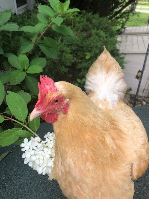 MiskellaLisa's tweet photo. Ms. Buttersworth would like to wish you a happy $5 Friday! Your donation keep the farm running and allow us to rescue more precious animals like beautiful Ms. Buttersworth.
https://t.co/VP0eQkOdm1

Don't have a PayPal? Send us a DM for further info #animalrescue #farmanimals https://t.co/NIyAhC3TSc