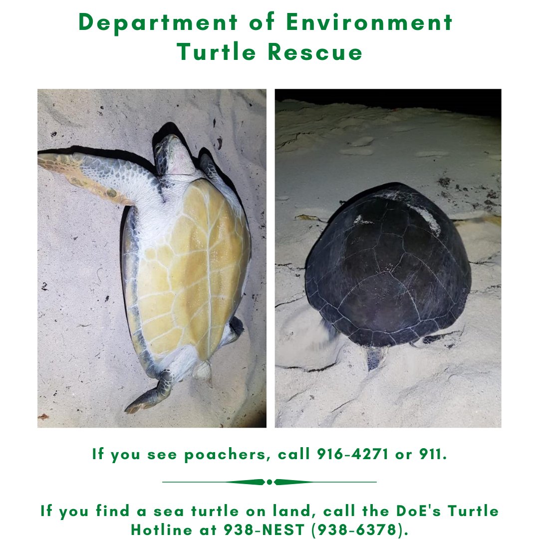 doecayman's tweet image. Mama Turtle was rescued from a poacher near West Bay Public Beach. Alerted by a 911 call, DoE conservation officers responded. Remember: stay 50 feet from any turtle and, if you see a poacher, call 916-4271 or 911. 
#greenturtle #turtlenesting #turtlerescue #communityconservation