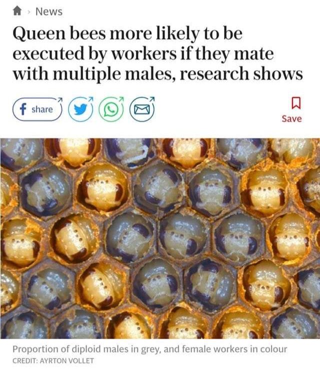 fabiomoraes's tweet photo. Abelhas machistas! Misóginas!!! 🤯 #NoMoreBees #BoycottHoney https://t.co/WhZjG5iMwc
