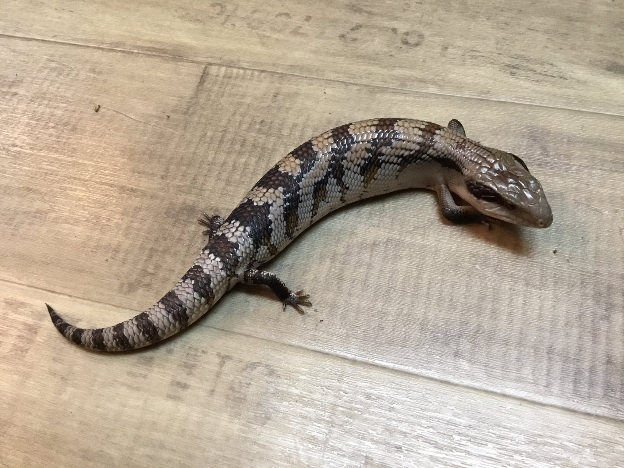 爬虫類ショップアンテナ博多店 ヒガシアオジタトカゲ レア なアオジタ入荷です ハスオビアオジタトカゲの基亜種ことヒガシ 比較的流通量の多いキタと比較して メリハリの強い体色と濃いアイラインが入る個体が多く 今回入荷した子たちもそのような 爬虫類ショップアンテナ博多店 ヒガシアオジタトカゲ レア なアオジタ入荷です ハスオビアオジタトカゲの基亜種ことヒガシ 比較的流通量の多いキタと比較して メリハリの強い体色と濃いアイラインが入る個体が多く 今回入荷した子たちもそのような
