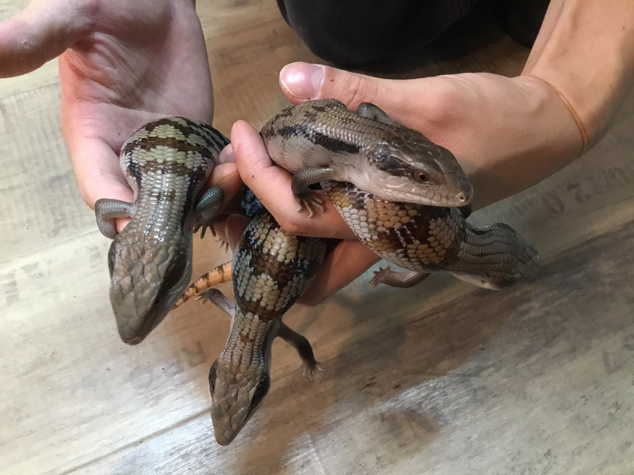 爬虫類ショップアンテナ博多店 ヒガシアオジタトカゲ レア なアオジタ入荷です ハスオビアオジタトカゲの基亜種ことヒガシ 比較的流通量の多いキタと比較して メリハリの強い体色と濃いアイラインが入る個体が多く 今回入荷した子たちもそのような 爬虫類ショップアンテナ博多店 ヒガシアオジタトカゲ レア なアオジタ入荷です ハスオビアオジタトカゲの基亜種ことヒガシ 比較的流通量の多いキタと比較して メリハリの強い体色と濃いアイラインが入る個体が多く 今回入荷した子たちもそのような