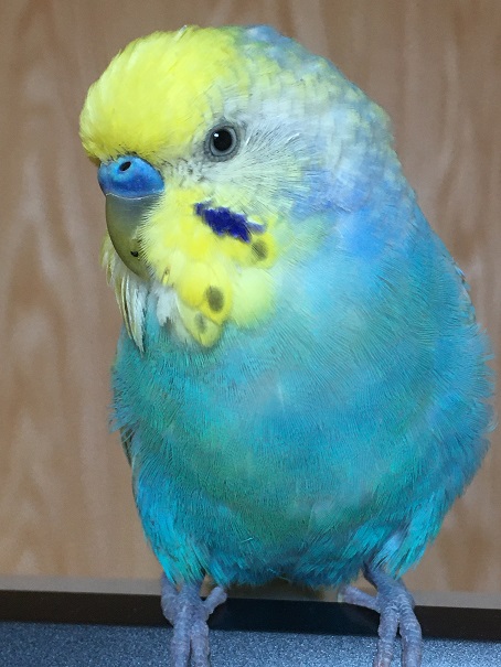 smartfonetweet's tweet photo. 20年8月21日伏見区日野でセキセイインコが夕方日除けに驚いて2階の窓から飛んで出てしまいました。周辺を探しているうちに暗くなってしまいました。手乗りでよく喋りますが怖がりで陽なたが嫌いです。ピーちゃん賢いななどいろいろ喋ります。情報お願い致します。#迷子インコ　#セキセイインコ　#迷子 https://t.co/09ti1ZRPv1