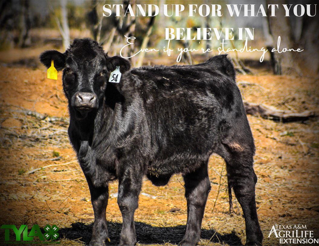 texasyouthlivestock tweet media