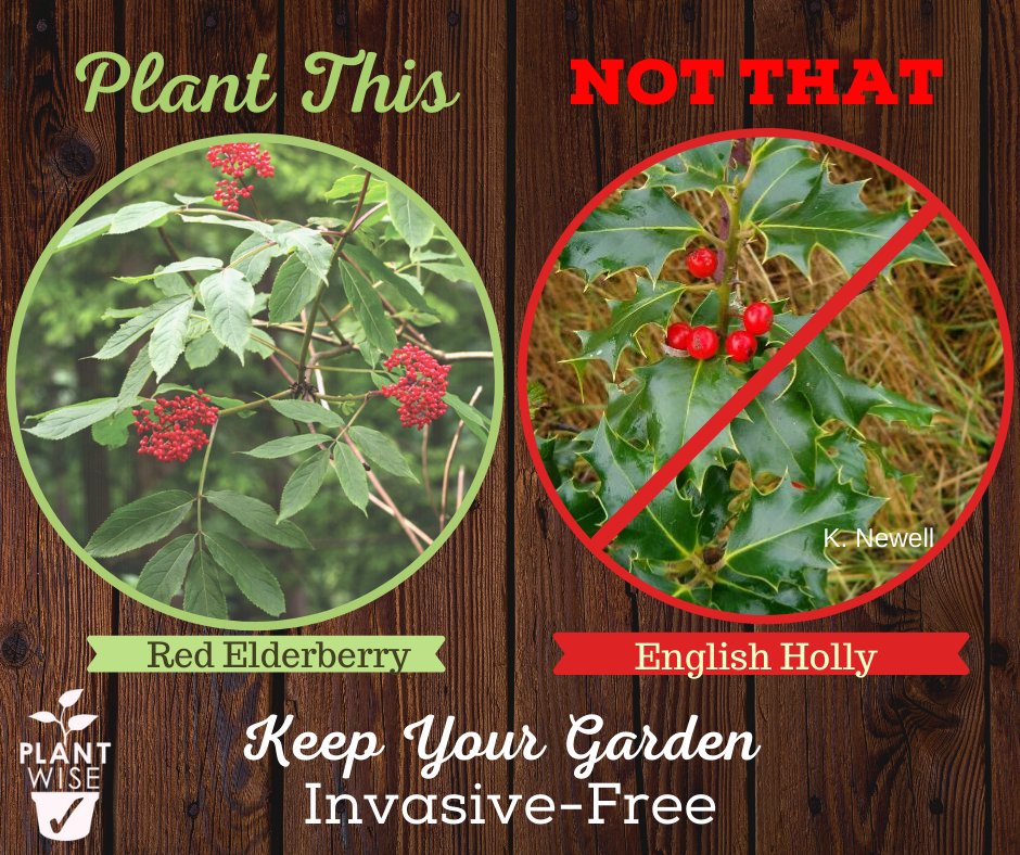 This festive invasive may have gotten you a kiss or two in the past, but it doesn't spread joy in native habitats in BC. English Holly forms dense sharp bushes that out-compete native plants, and their berries are poisonous! 
Visit PlantWise ow.ly/xPuO50Aq1gJ for more ideas