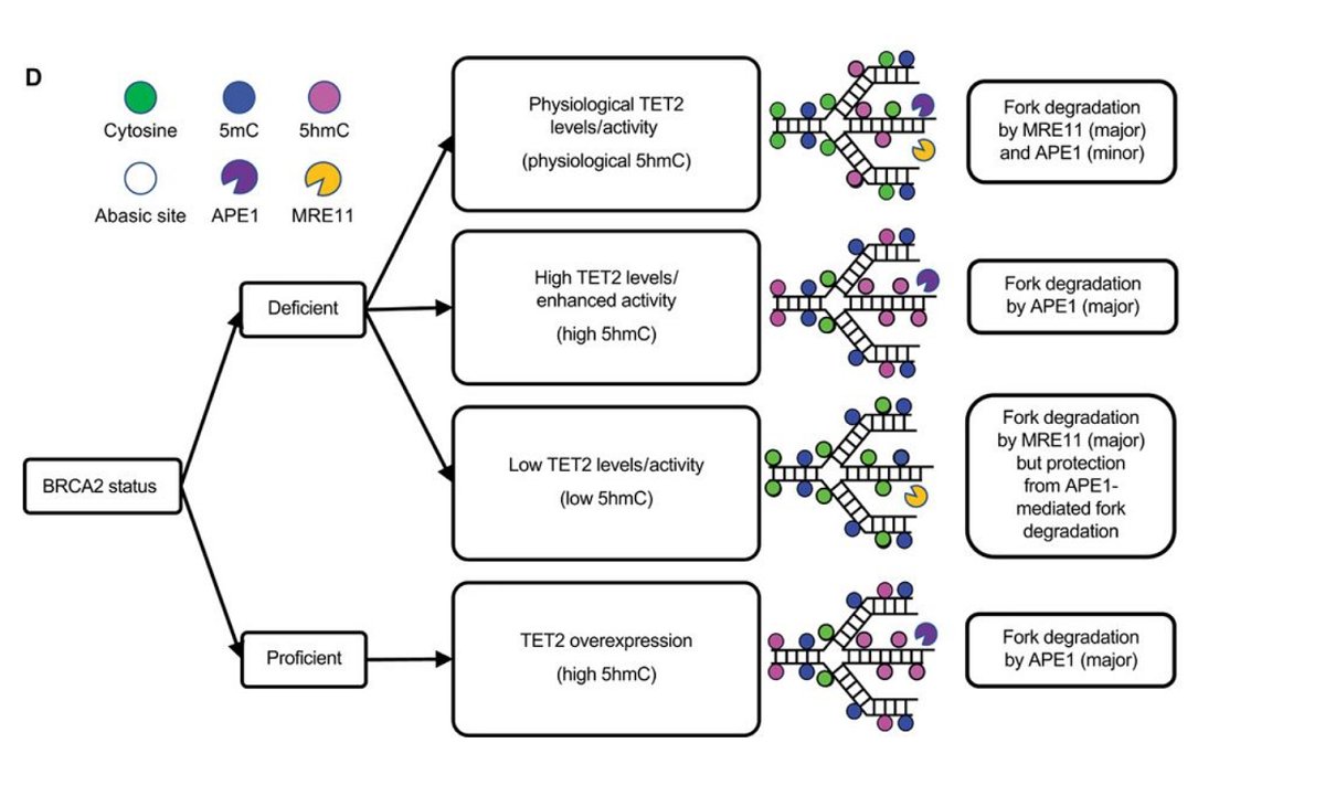 Why do cancer cells often resist the effects of #chemotherapy? Researchers have discovered how the loss of a DNA-modifying enzyme allows tumors to resist common drugs by preserving faulty “forks” in the replication of DNA. <a href="/scisignal/">Science Signaling</a> fcld.ly/1j1o9iq

Credit: Kharat et al.