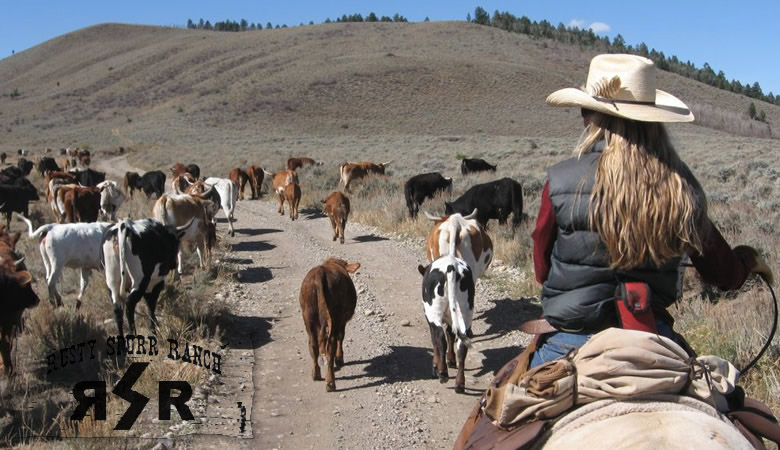 Riding in CO is opened. A great way to get out & social distance. Enjoy Colorado's beautiful landscape on horseback or cattle drive. Please check out our websites to find an outfitter. They all have guidelines for your safety. ColoradoMountainActivities.com ActivitiesColorado.com