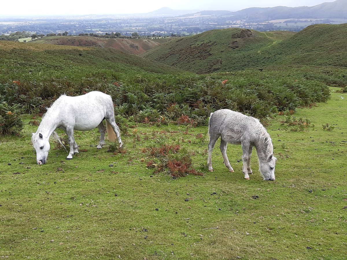 Wild pony and foal on the Long Mynd Shropshire. https://t.co/2Uz1ZvINzj