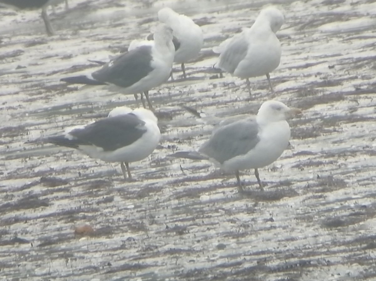 Three Yellow-legged gull at Timoleague Co. Cork this afternoon. One 4cy type and two Adults. With @Johnq_zak @BirdGuides @vikingoptical