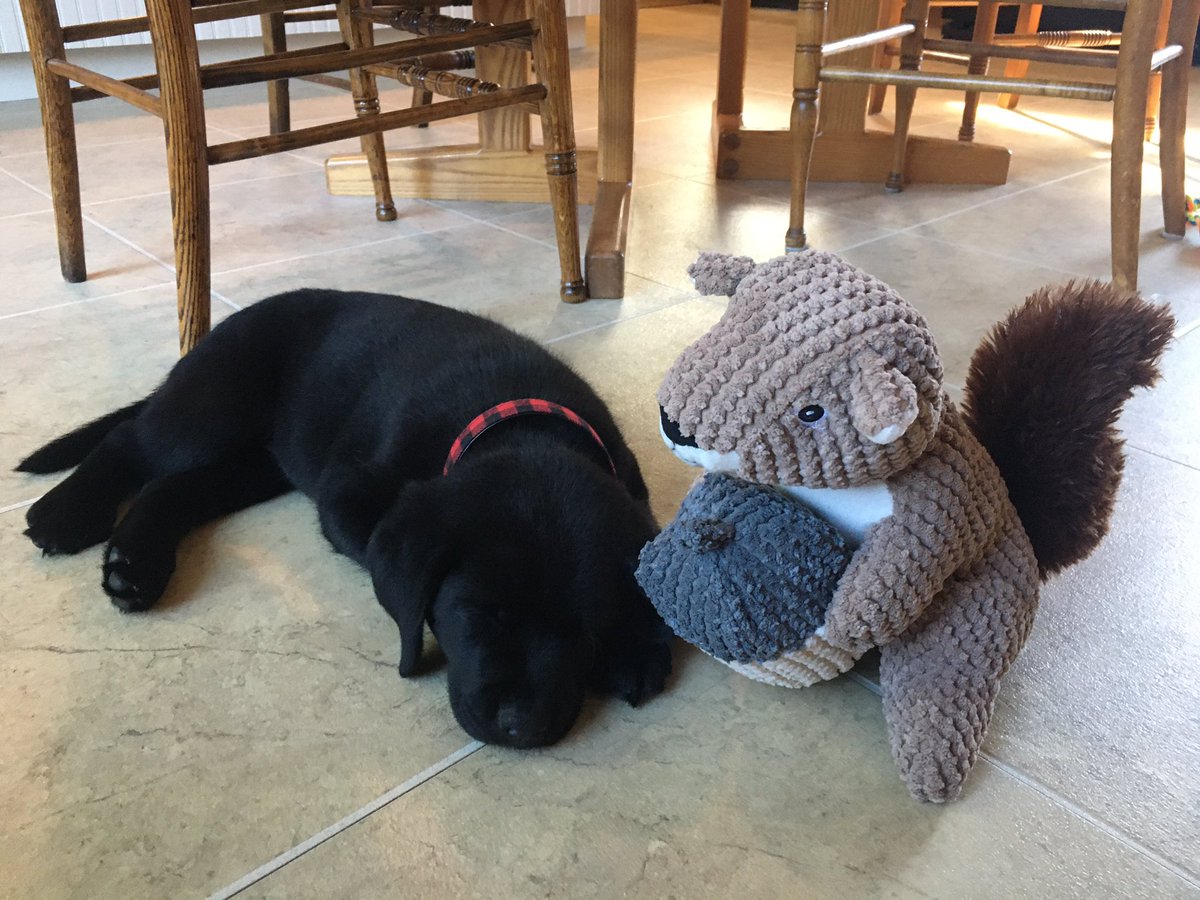 caitemclaughlin's tweet photo. Hi friends! My name is Julian aka Jules. I am named after my mom’s favorite @Patriots player @Edelman11, of course! I’m so happy to be home with my new family. 🐾🥰🖤 https://t.co/xBVqTeanl9