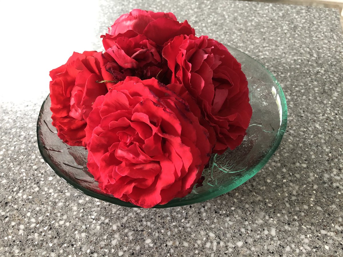 ReesElizabethrj's tweet photo. Wind broken blooms lead to a beautiful rose bowl #roses https://t.co/uTizqFVHKO