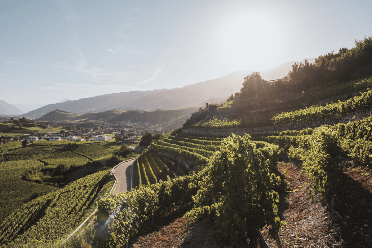 Rhoneblut's tweet photo. Sonnige Grüsse ins Wochenende....
#mathier #albertmathier #bio #biowein #demeter #demeterwein #naturwein #vinum #vinumwein #vinumweinmagazin #vinumlignum #domainederavoire #rhoneblut #cornalin #pirouette #aphrodine #amphore #forestier #parkwein #myswitze https://t.co/Nwd5d9GThZ https://t.co/toeJ4Qxz03
