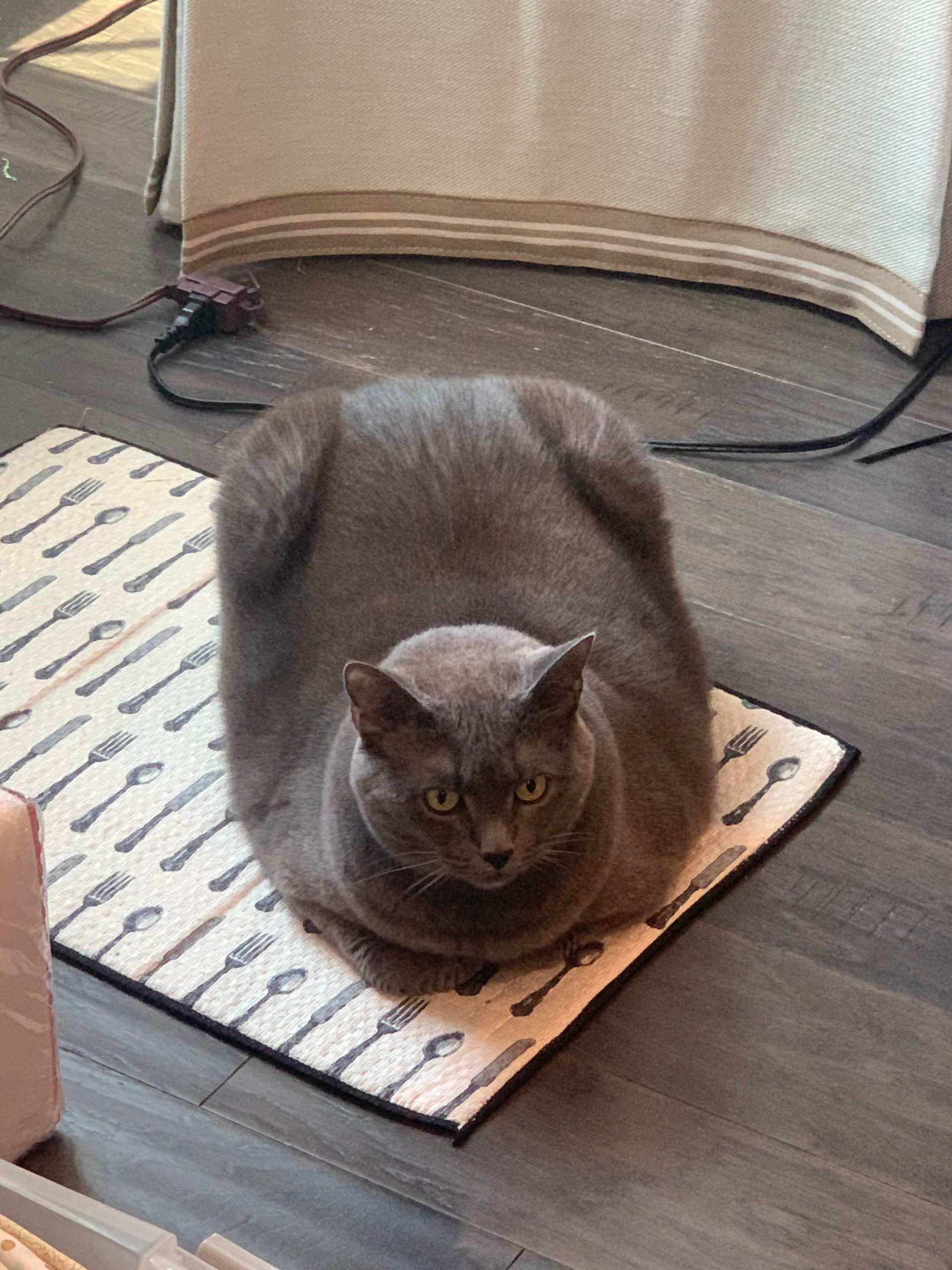 Cat 11 years old 2025