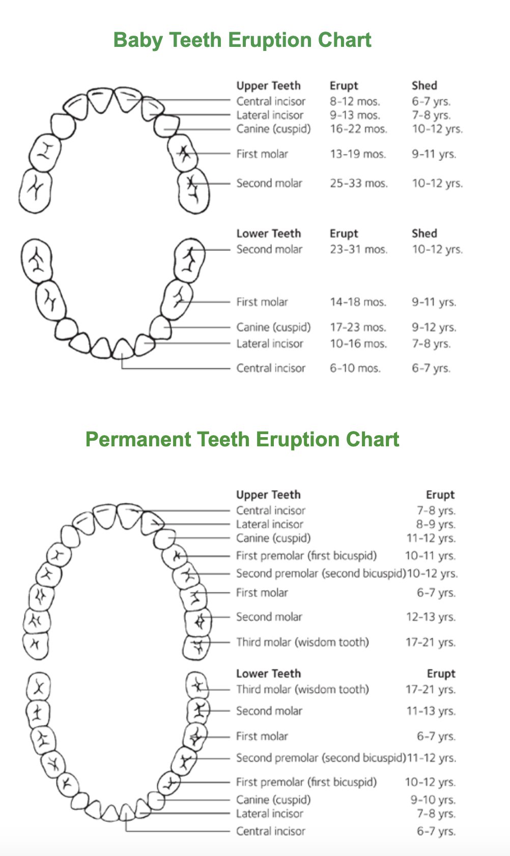 Baby Tooth Eruption